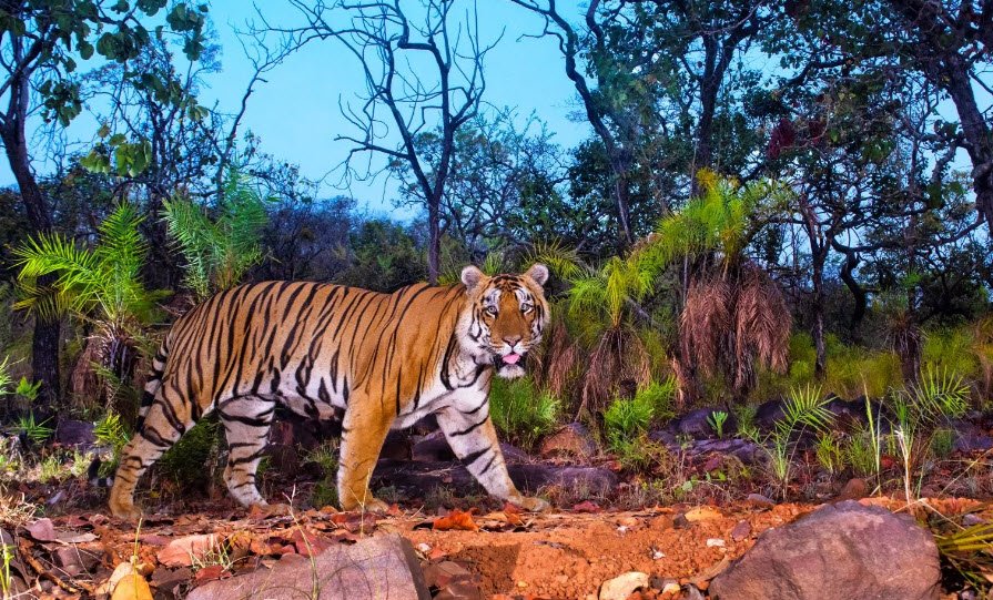 Nagarjunasagar- Srisailam Tiger Reserve